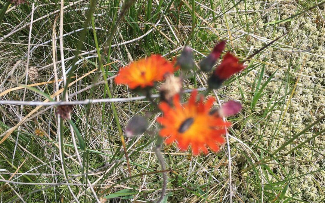 Assessment studies on peatlands