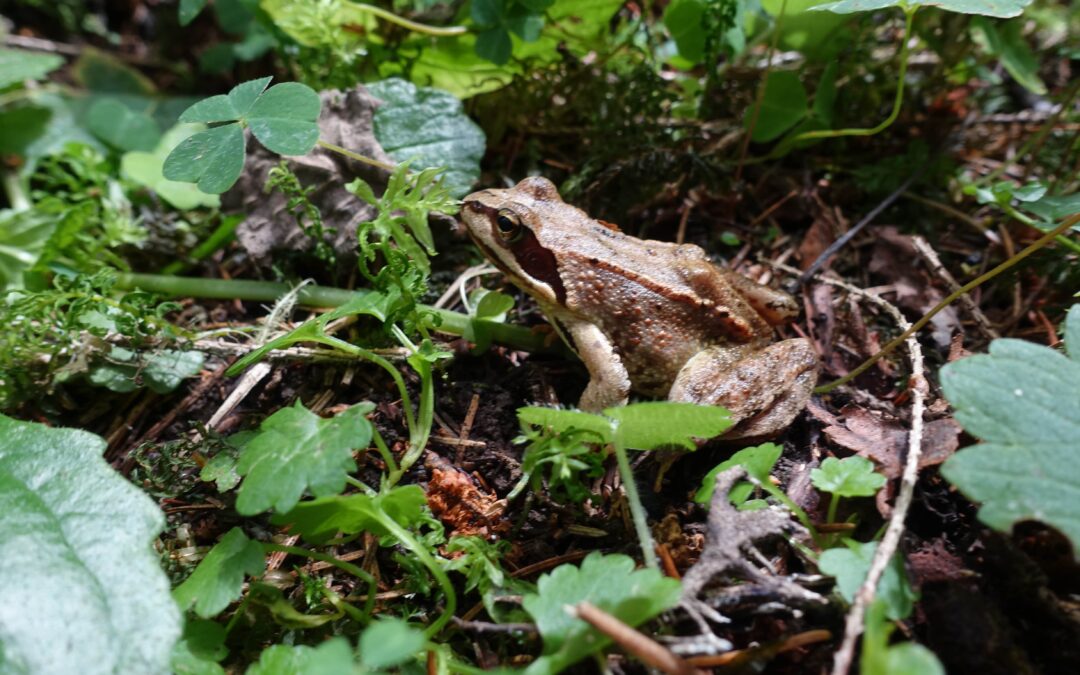 Habitat mapping – Tinovul Câmpeilor