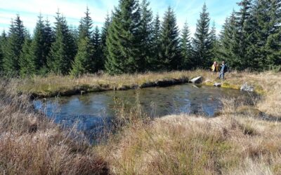NWPEAT project – member of the World Wetland Network