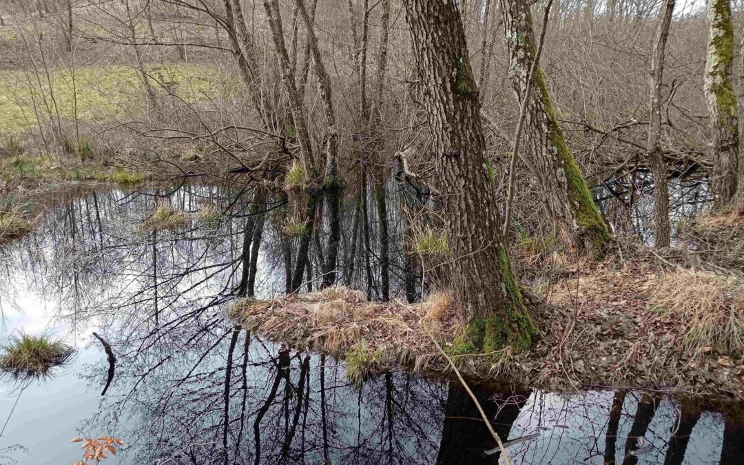 Despre turbăriile din Regiunea de Nord-Vest la Conferința Internațională Water Resources and Waterlands