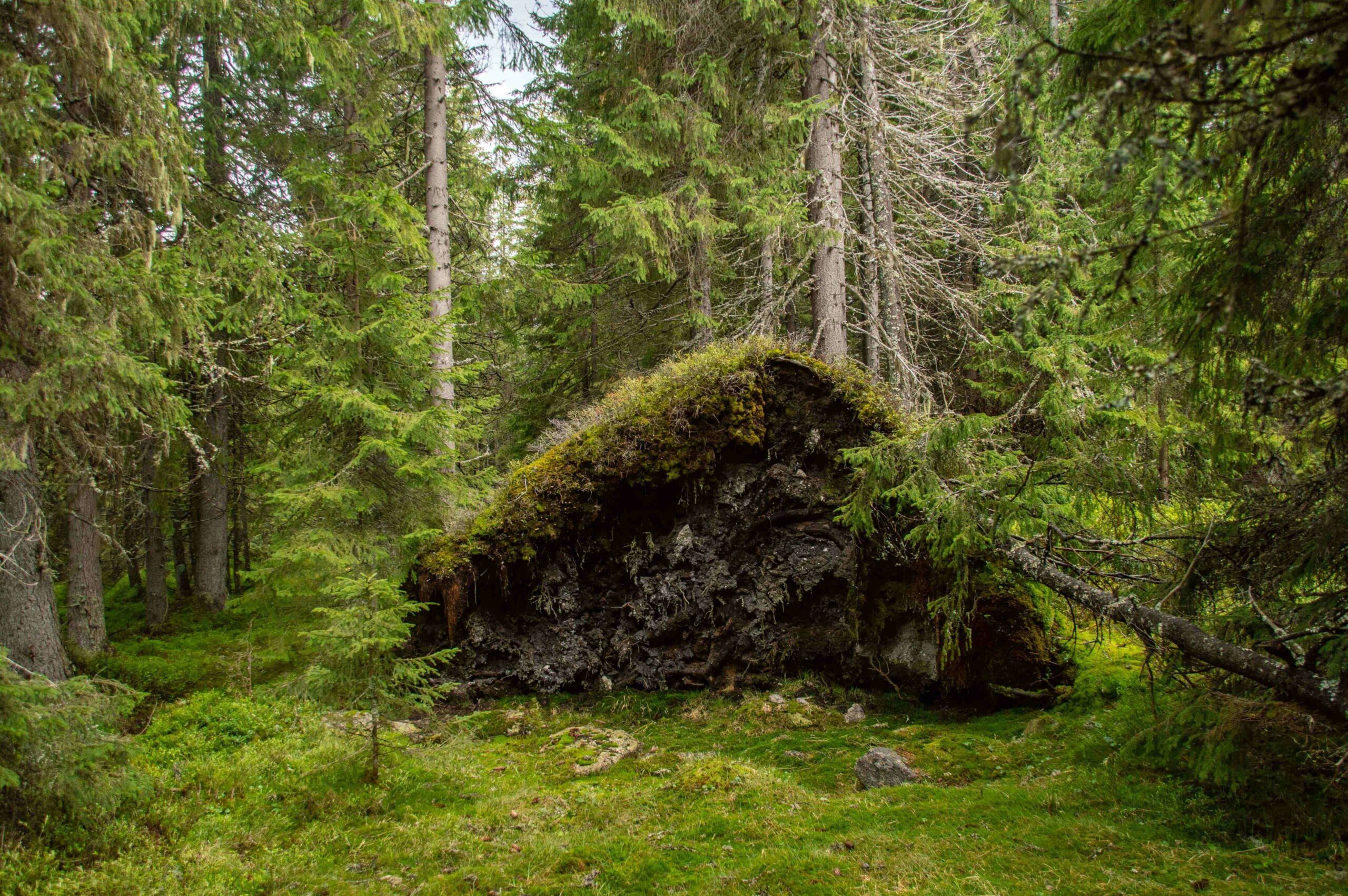 Happy World Peatlands Day!